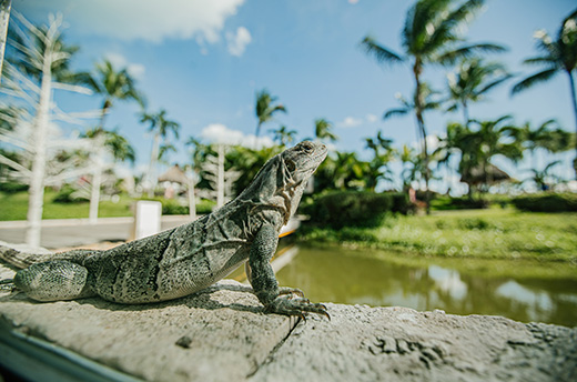 Vidanta Riviera Maya is the first resort in Mexico, and one of only 21 companies in the world, to have obtained EarthCheck Master Certification.
